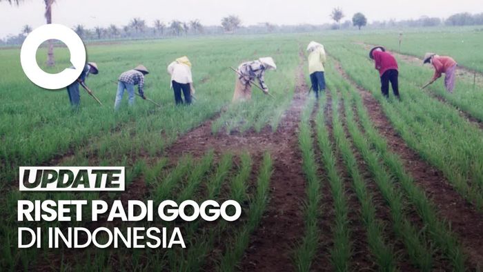 Geliat Peneliti Kementan Kembangkan Riset Padi Gogo