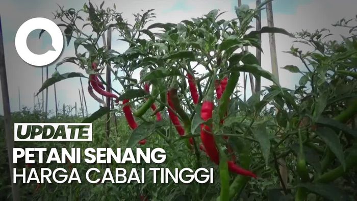 Harga Cabai Mahal, Petani di Lumajang Semringah