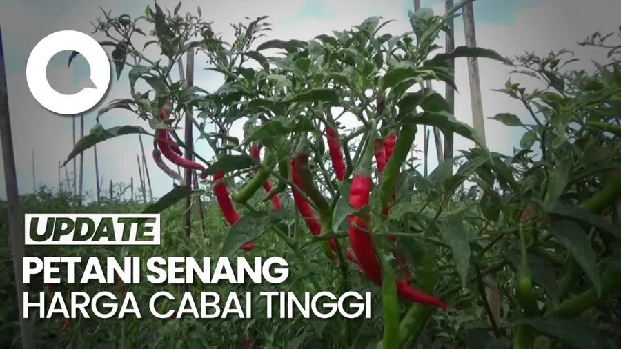 Harga Cabai Mahal, Petani di Lumajang Semringah