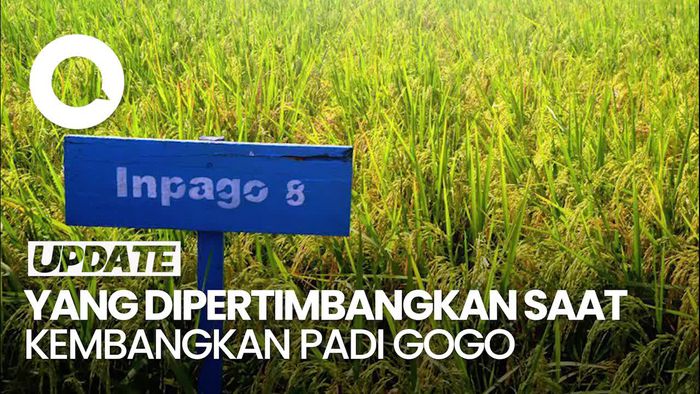 Pertimbangan Riset Padi Gogo di RI: Selera Makan-Aspek Lingkungan
