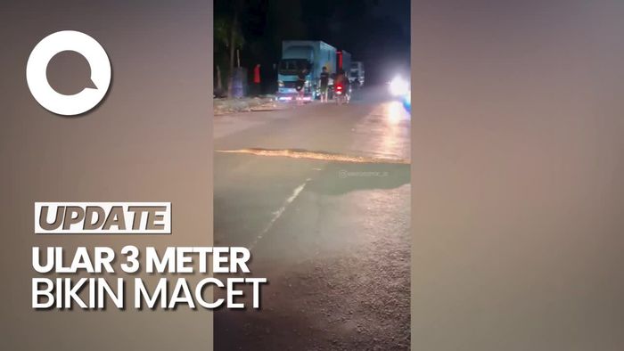 Penampakan Ular Sanca 3 Meter Melintas di Jalanan Depok Hingga Bikin Macet