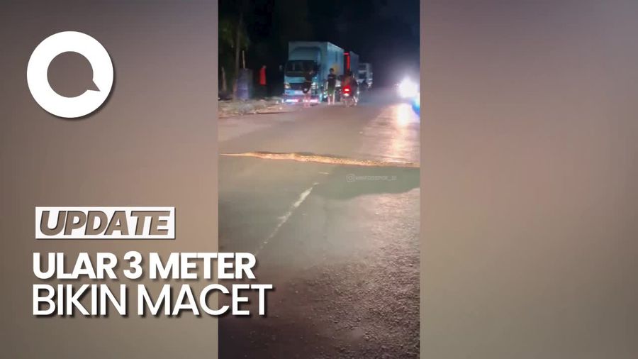 Penampakan Ular Sanca 3 Meter Melintas di Jalanan Depok Hingga Bikin Macet