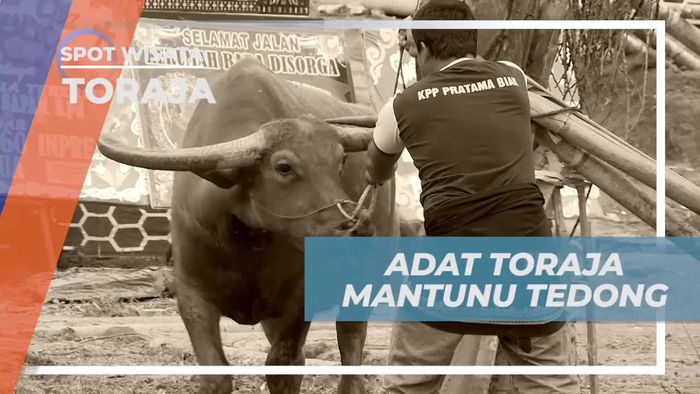 Mantunu Tedong, Tradisi Turun-temurun Masyarakat Toraja