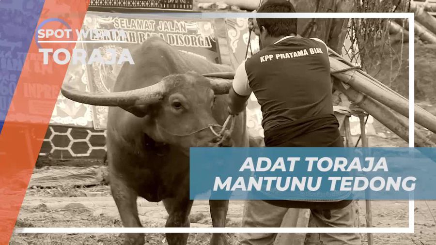 Mantunu Tedong, Tradisi Turun-temurun Masyarakat Toraja