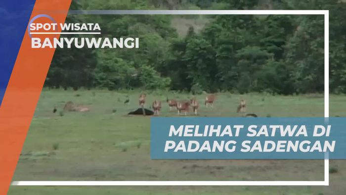 Naik Menara Untuk Melihat Satwa di Padang Sadengan Banyuwangi