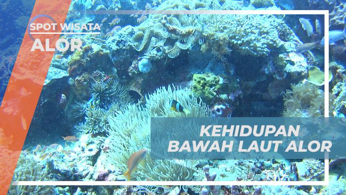 Mengintip Kehidupan Bawah Laut Pulau Alor