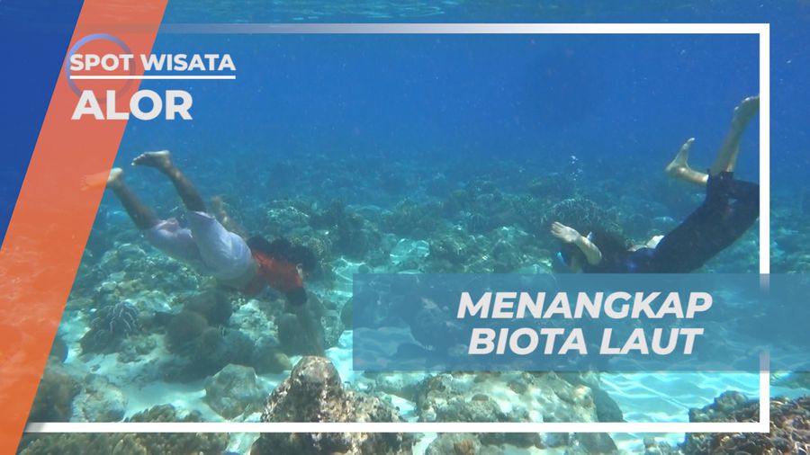 Berburu Teripang di Tengah Laut Pulau Alor