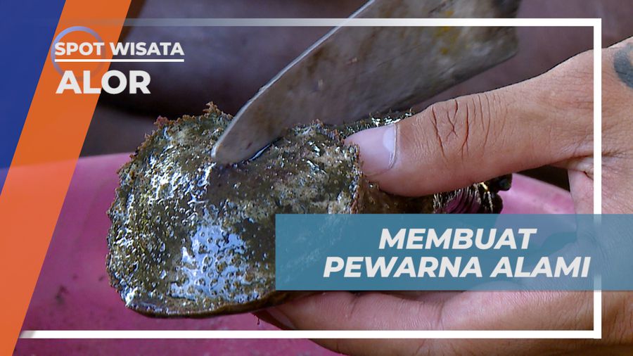 Mengolah Teripang Menjadi Pewarna Alami, Alor