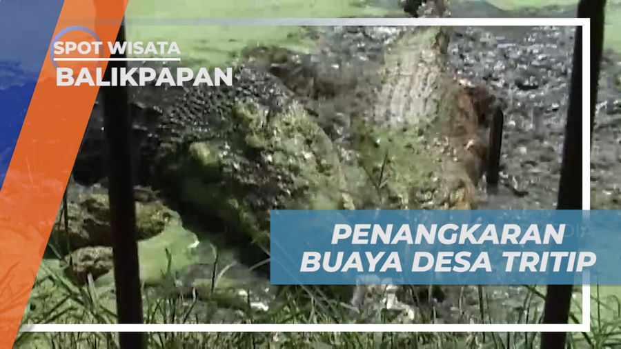 Liburan Seru Mengunjungi Penangkaran Buaya Tritip, Balikpapan