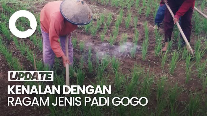 Ragam Potensi Padi Gogo yang Dikembangkan Peneliti Kementan
