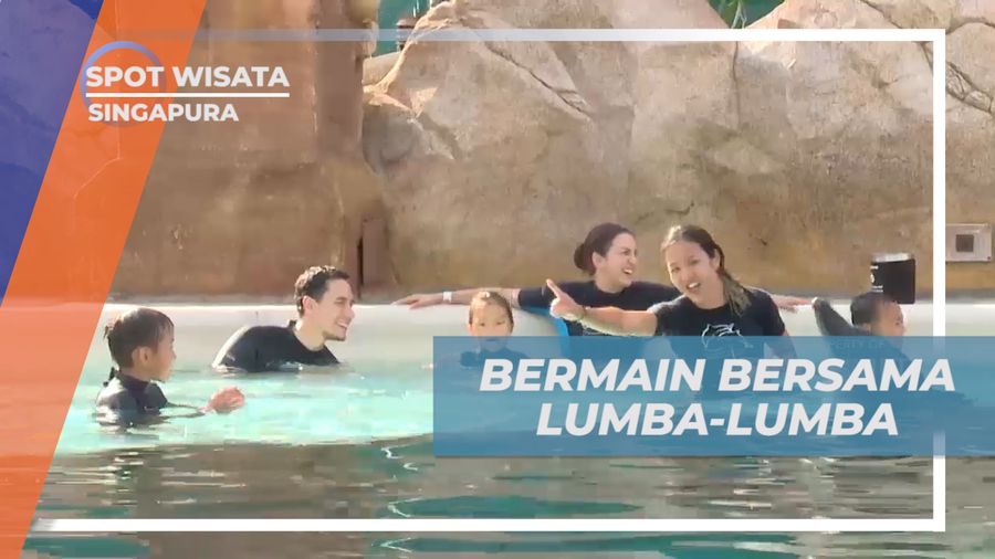 Berinteraksi Seru Bersama Lumba-lumba di Dolphin Island Singapura