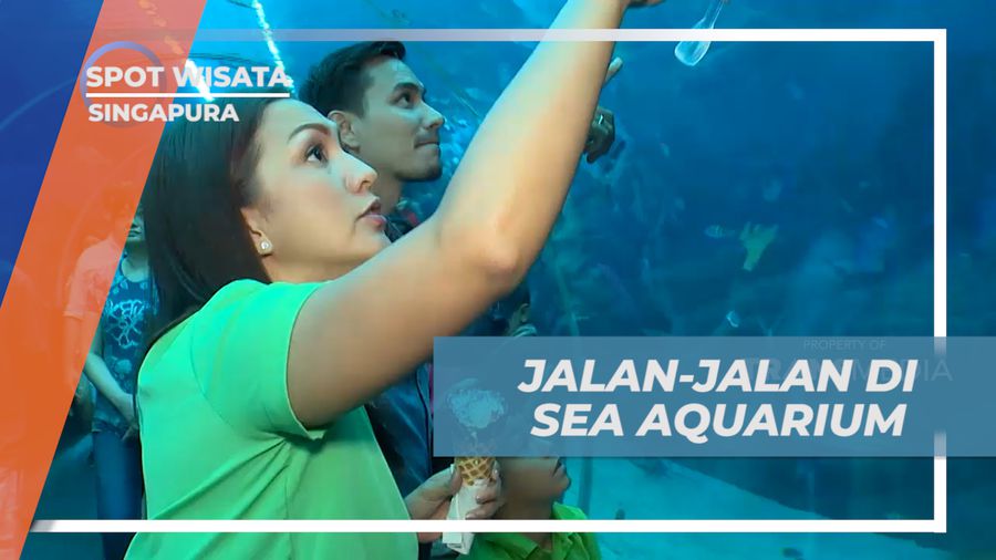 Jalan-jalan Seru di Sea Aquarium Terbesar di Asia, Singapura