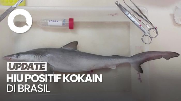 Temuan Hiu di Brasil Positif Kokain