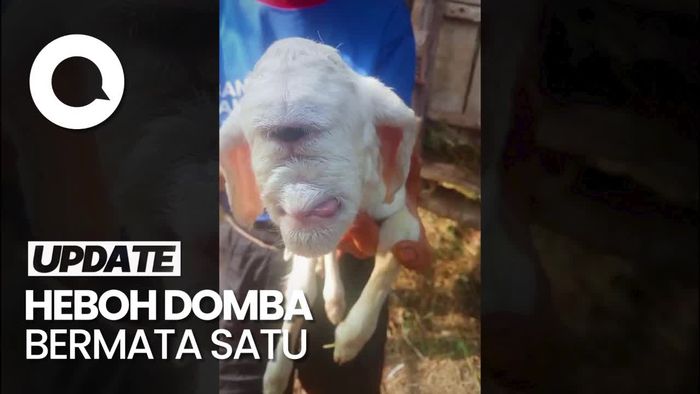 Penampakan Seekor Domba Bermata Satu di Cianjur
