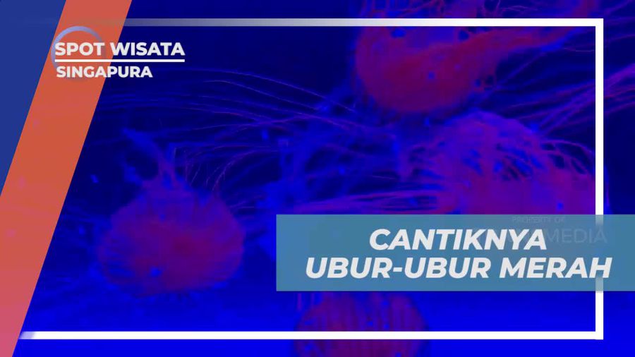 Melihat Si Cantik Transparan Ubur-ubur Merah di Sea Aquarium Singapura