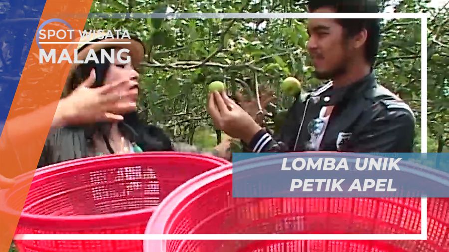 Seru-seruan Adu Lomba Petik Buah Apel, Malang