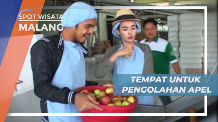 Mengunjungi Tempat untuk Pengolahan Buah Apel, Malang