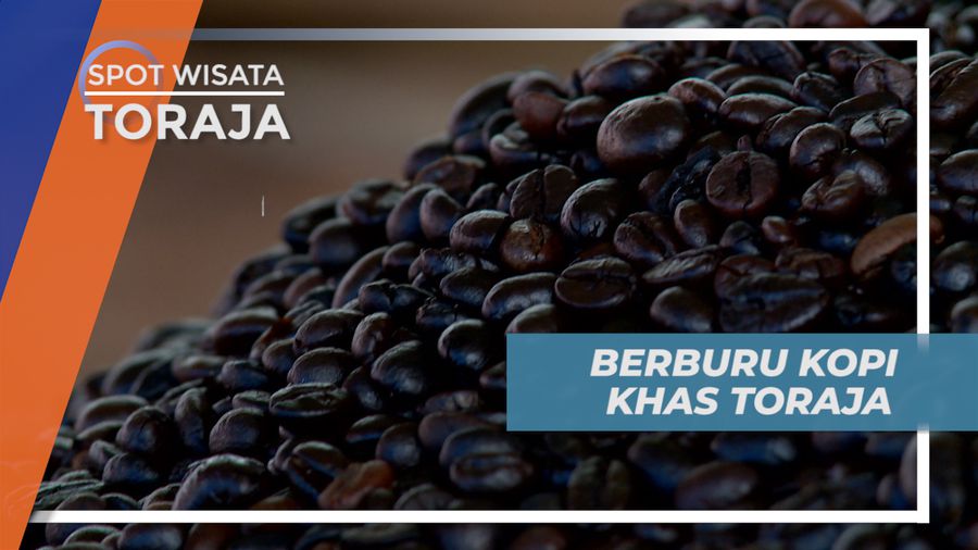 Berburu Kenikmatan Segelas Kopi Khas Tana Toraja 