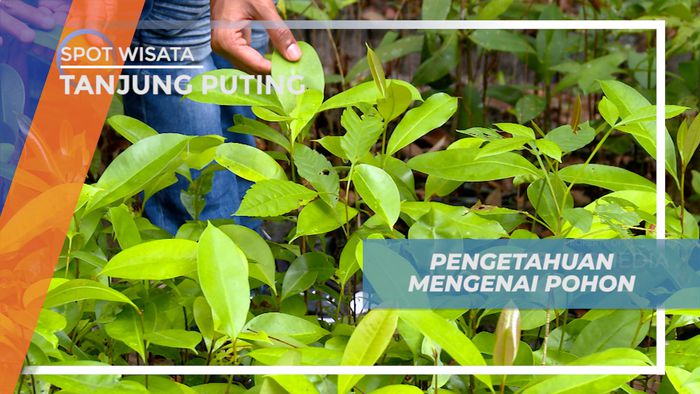 Pengalaman Seru, Mendapatkan Pengetahuan Tentang Pohon, Kalimantan Selatan