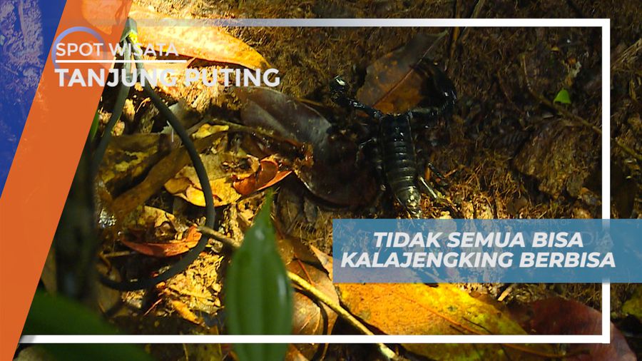 Menemukan Sarang Kalajengking di Tengah Hutan, Kalimantan Tengah