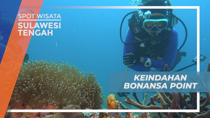 Menjelajahi Pesona Surga Bawah Laut Bonansa Point, Sulawesi Tengah