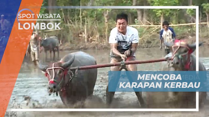 Menguji Nyali, Mencoba Keseruan Balap Karapan Kerbau, Sumbawa