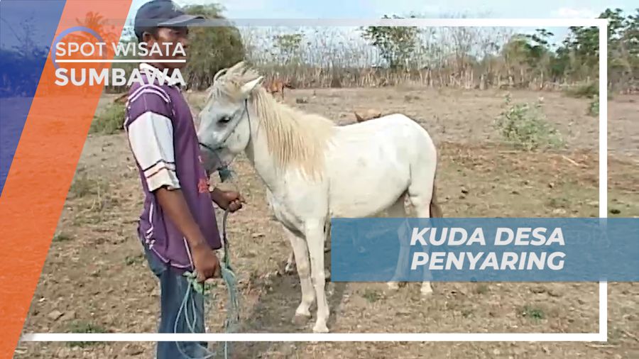 Mengunjungi Desa Penyaring, Melihat Kuda Lokal Asli Sumbawa