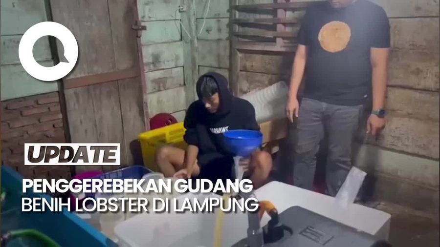 Detik-detik Gudang Penampungan Benih Lobster Digrebek Polda Lampung