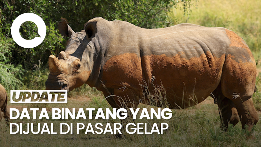World Wildlife Crime Report: Badak Paling Banyak Diburu untuk Pasar Gelap
