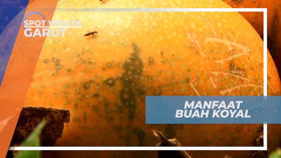 Buah Konyal, si Kecil dari Garut yang Kaya Khasiat, Garut