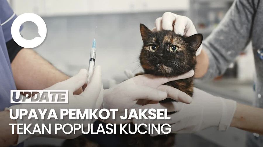 Seribu Ekor Kucing di Kawasan Jakarta Selatan Bakal Disterilisasi