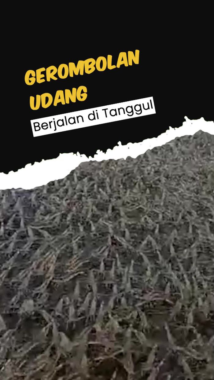  Viral Gerombolan Udang Berjalan di Atas Tanggul, BMKG Beri Penjelasan