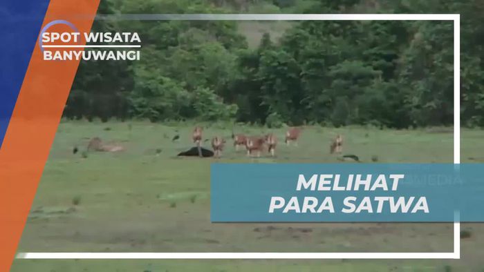 Naik Menara Untuk Melihat Satwa di Padang Sadengan Banyuwangi