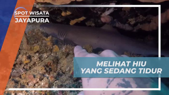 Melihat Dari Dekat Ikan Hiu yang Tertidur di Pulau Kelapa Jayapura