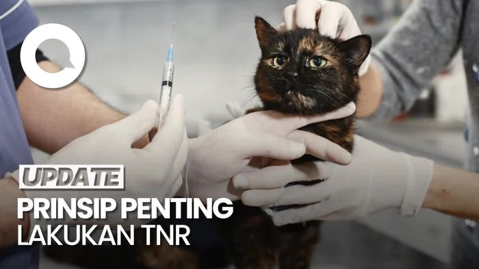 Mengenal TNR, Metode Kendalikan Populasi Kucing
