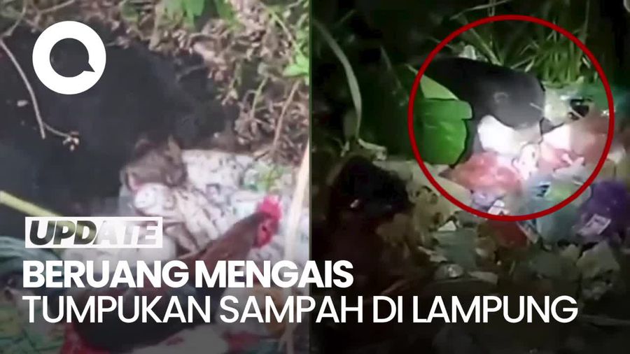 Miris, Seekor Beruang di Lampung Keluar Hutan Cari Makan di Tumpukan Sampah