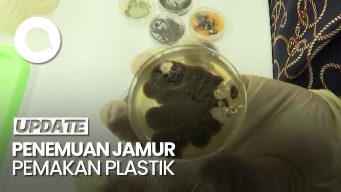 Jerman Teliti Jamur yang Bisa Memakan Sampah Plastik