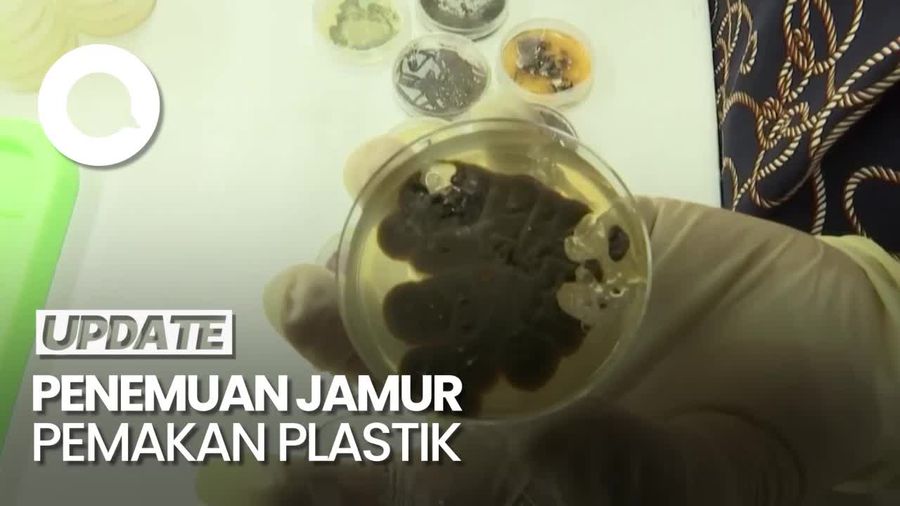 Jerman Teliti Jamur yang Bisa Memakan Sampah Plastik