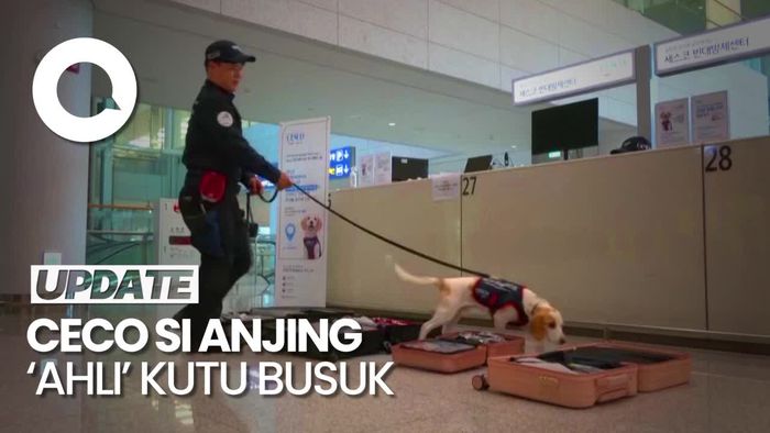 Olimpiade Usai, Korsel Kerahkan Anjing Pelacak Buru Kutu Busuk dari Prancis