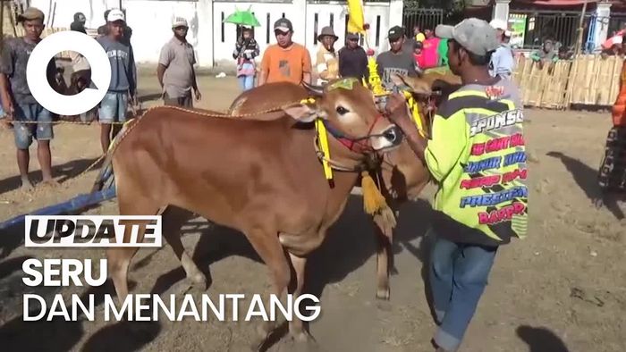 Aksi Seru dan Menantang Para Joki Karapan Sapi
