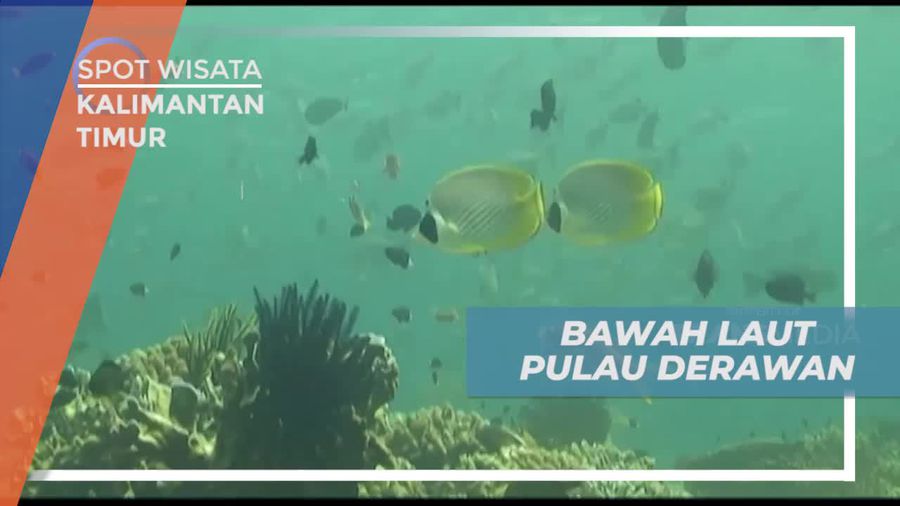 Diving Menyelami Keindahan Bawah Laut Pulau Derawan Kalimantan Timur 