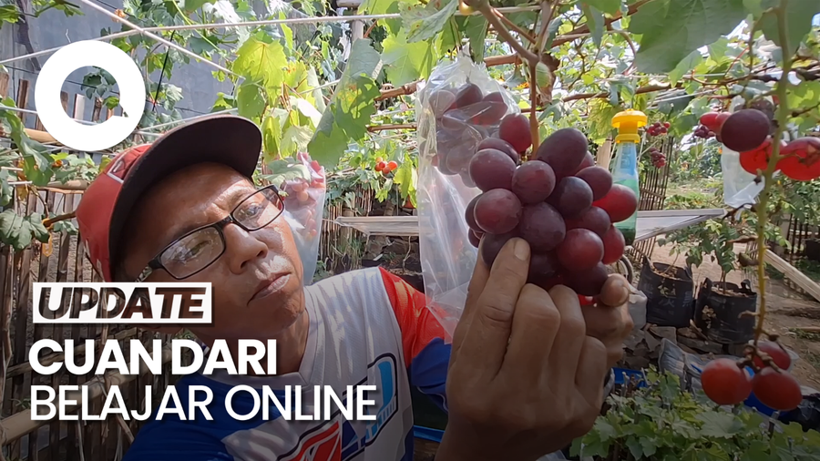  Budidaya Anggur Abeh di Halaman Rumah Cuan gegara Belajar Online