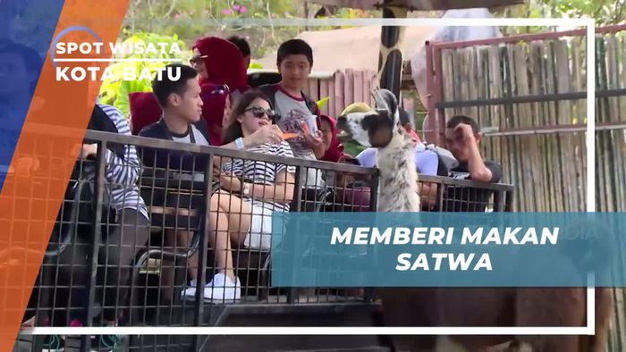 Momen Seru Memberi Makan Satwa di Kebun Binatang Kota Batu