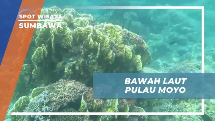 Snorkeling Menyelami Setiap Sudut Keindahan Bawah Laut Pulau Moyo Sumbawa
