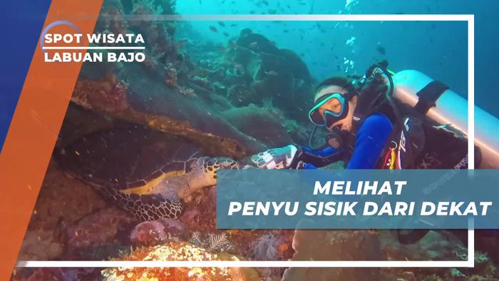Momen Langka Melihat Penyu Sisik Dari Dekat, Batu Bolong Labuan Bajo