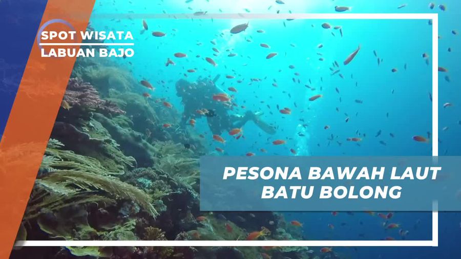 Diving Menyusuri Keindahan Bawah Laut Batu Bolong Labuan Bajo