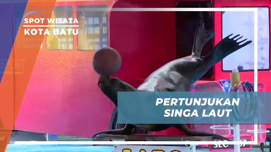 Melihat Pertunjukan Singa Laut yang Menggemaskan di Kota Batu