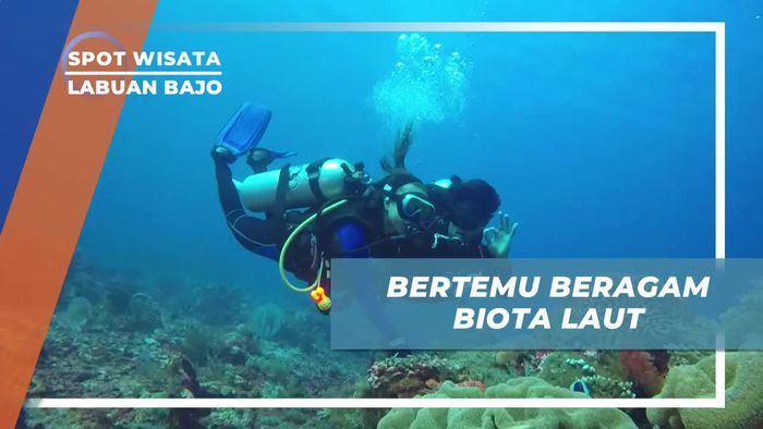 Menyapa Aneka Biota Laut Indah di Batu Bolong Labuan Bajo