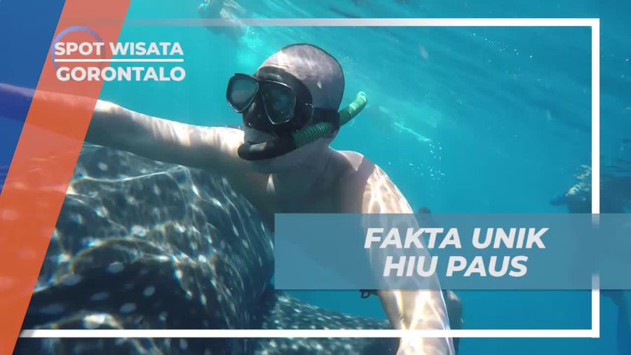 Mengenal Fakta Unik Hiu Paus Pemakan Hewan Kecil, Gorontalo