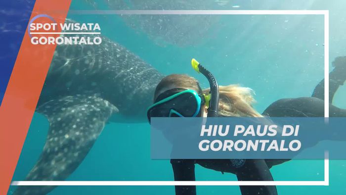 Melihat Dari Dekat Hiu Paus di Lautan Desa Botuberani Gorontalo